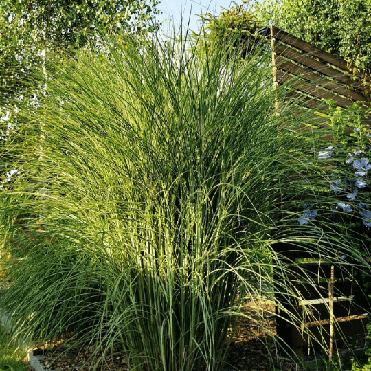 Miscanthus Sinensis Morning light (Chinees riet)