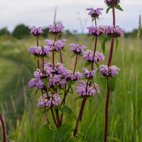 Phlomis Tuberosa (Brandkruid)