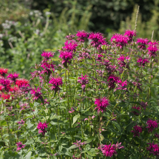 Monarda Cambridge Scarlet (Bergamotplant)