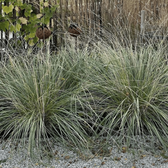 Festuca Mairei (Zwenkgras)