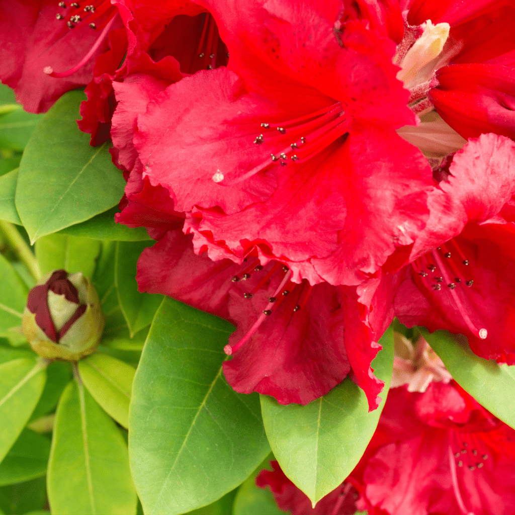 Rhododendron Red Jack (Rhododendron)