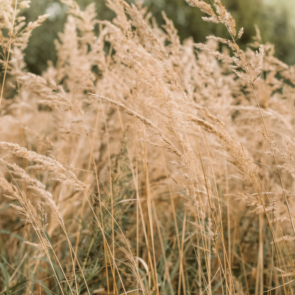 Calamagrostis Brachytricha (Diamantgras)