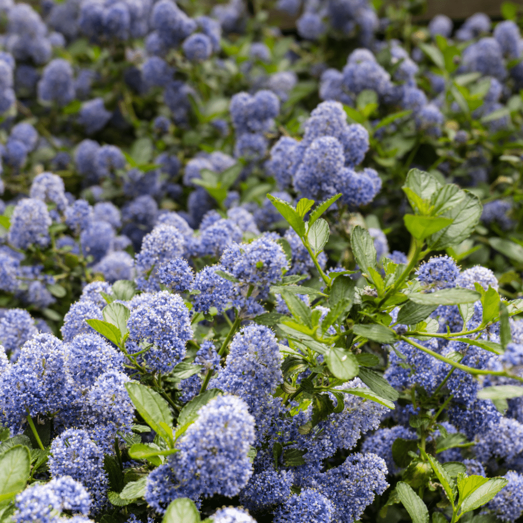 Ceanothus Henri Défossé (Amerikaanse Sering)