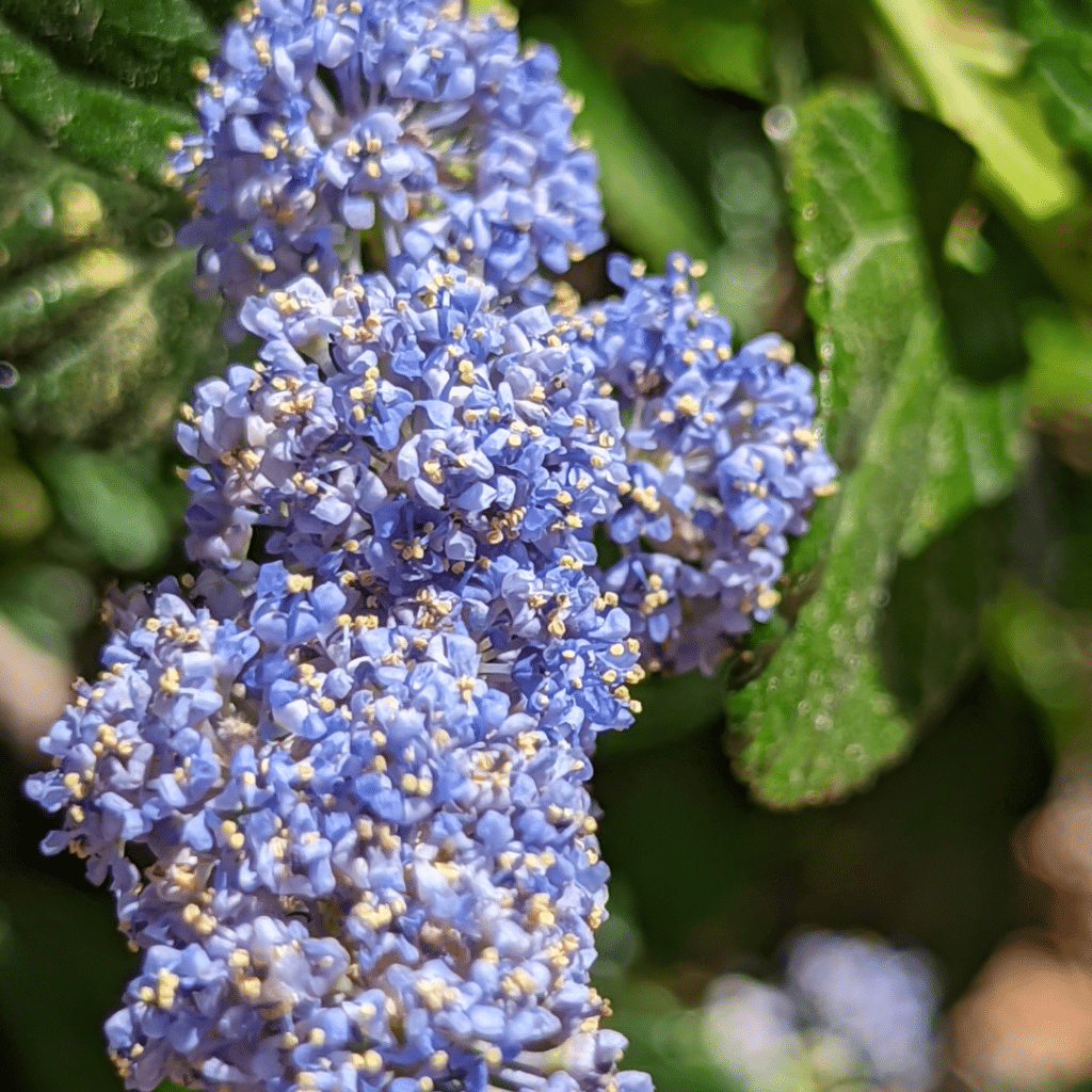 Ceanothus Impressus Cool Blue (Bonte Sering)