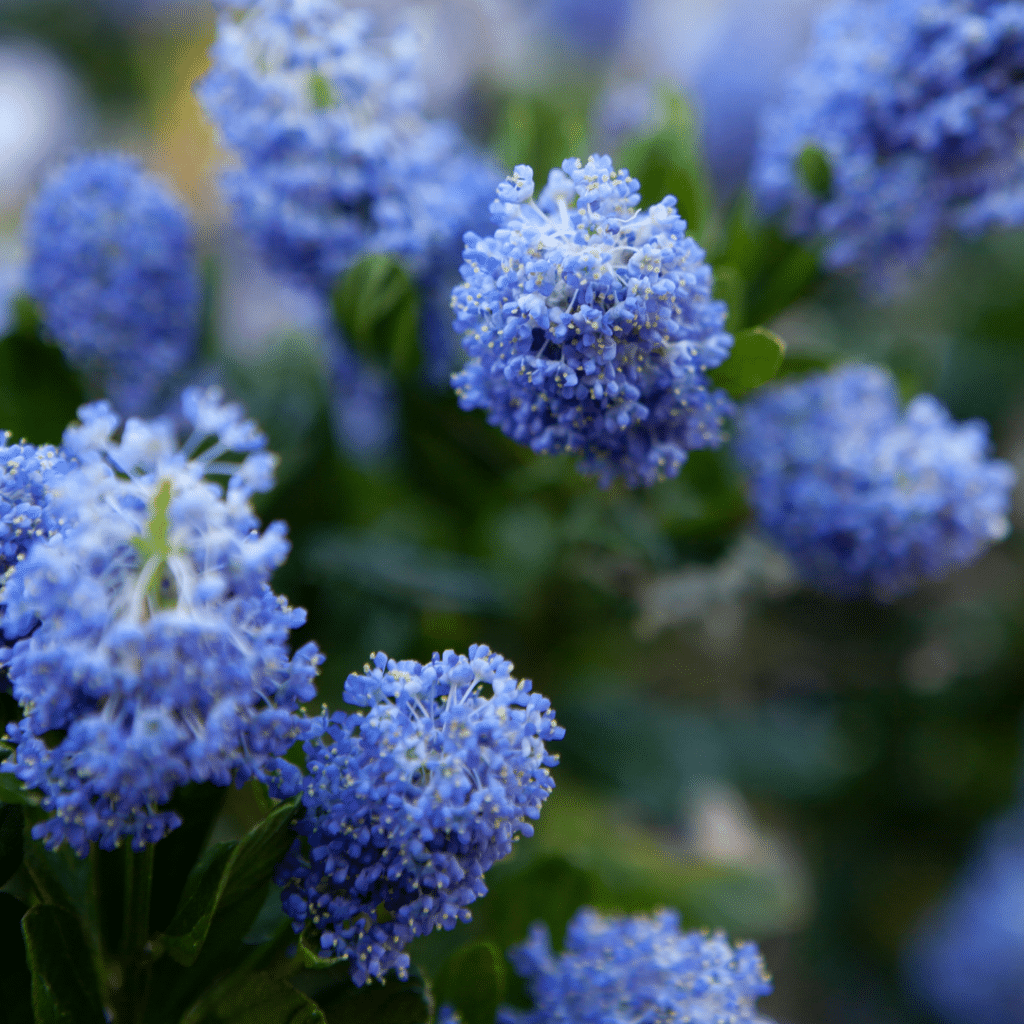 Ceanothus Impressus Victoria (Amerikaanse Sering)