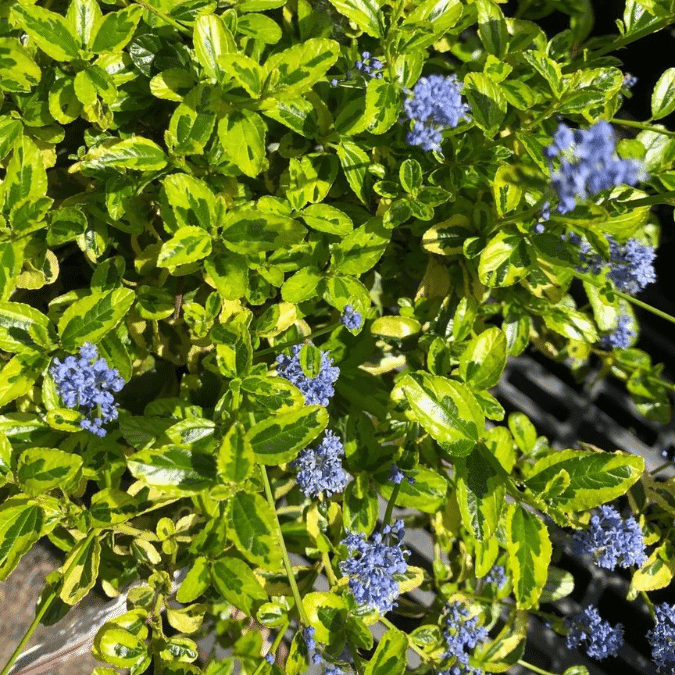 Ceanothus Thyrus El Dorado (Amerikaanse Sering)