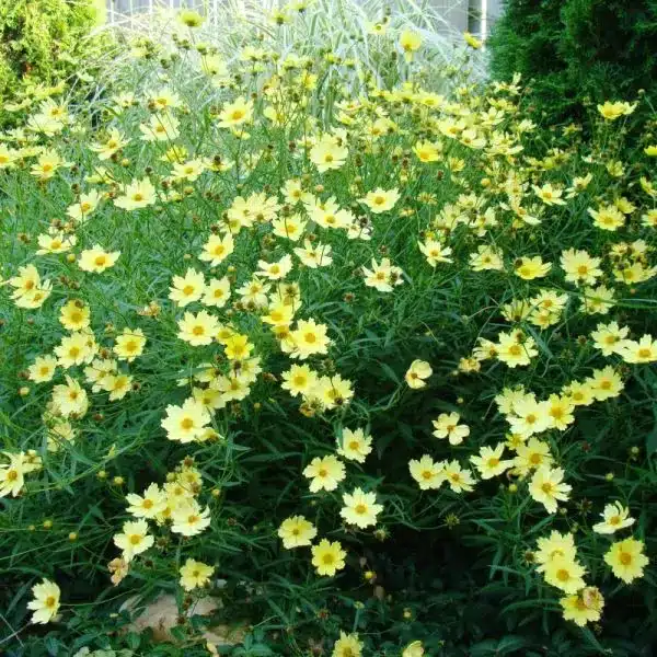 Coreopsis Verticillata Full Moon (Meisjesogen)