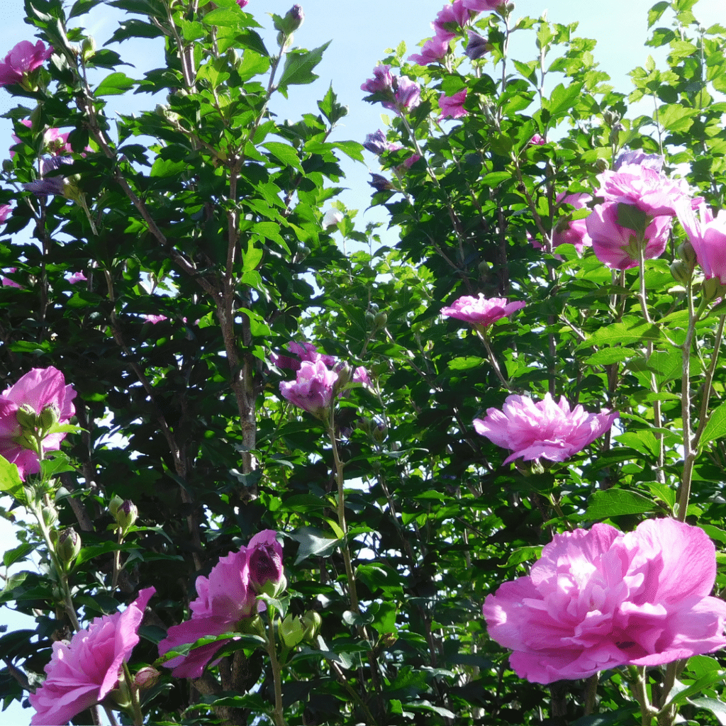 Hibiscus Ardens (Altheastruik)