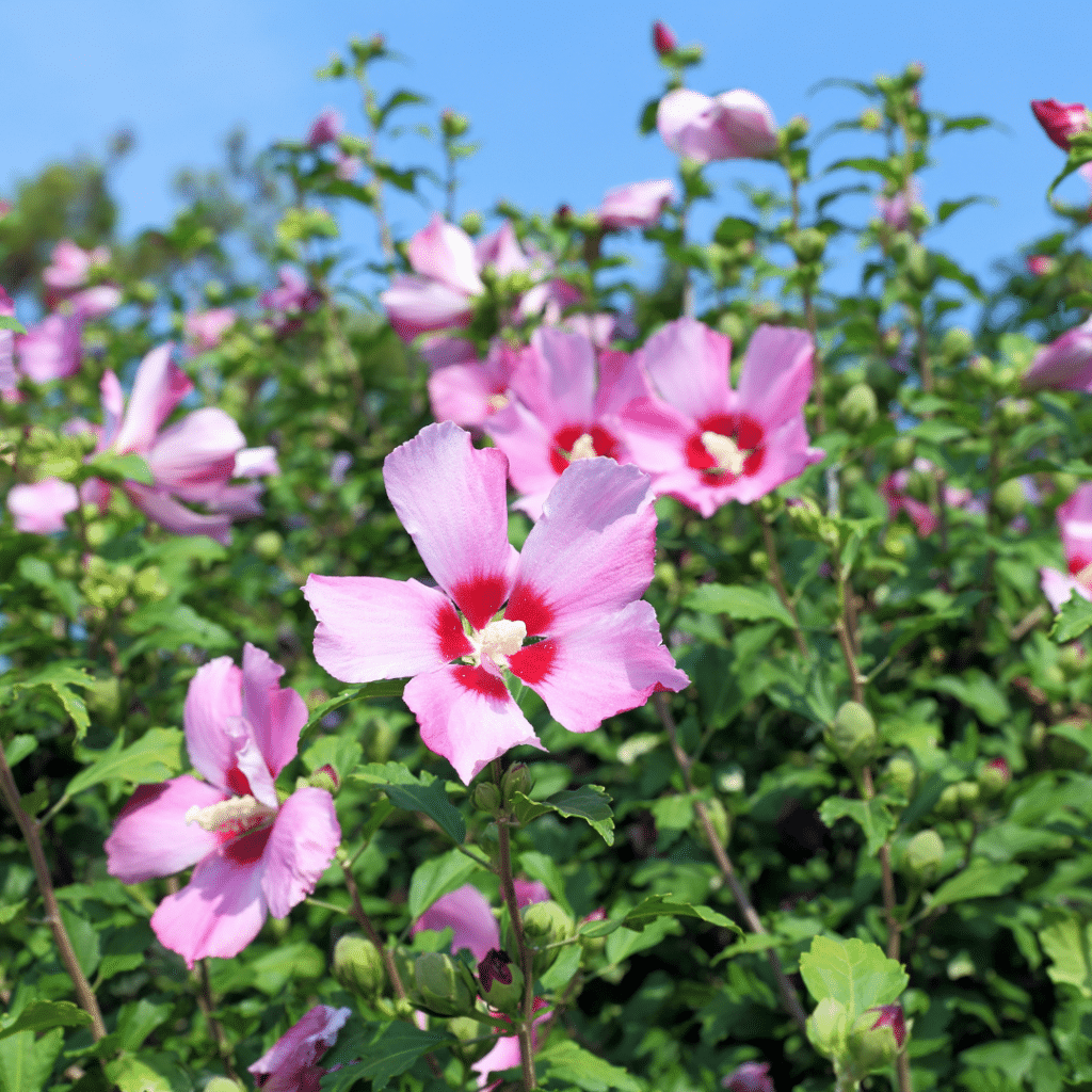 Hibiscus Syriacus Woodbridge (Hibiscus)