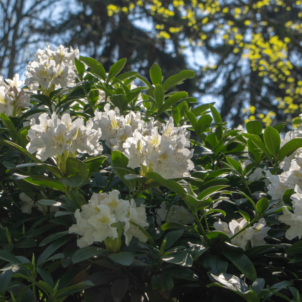 Rhododendron Madame Masson (Rhododendron)