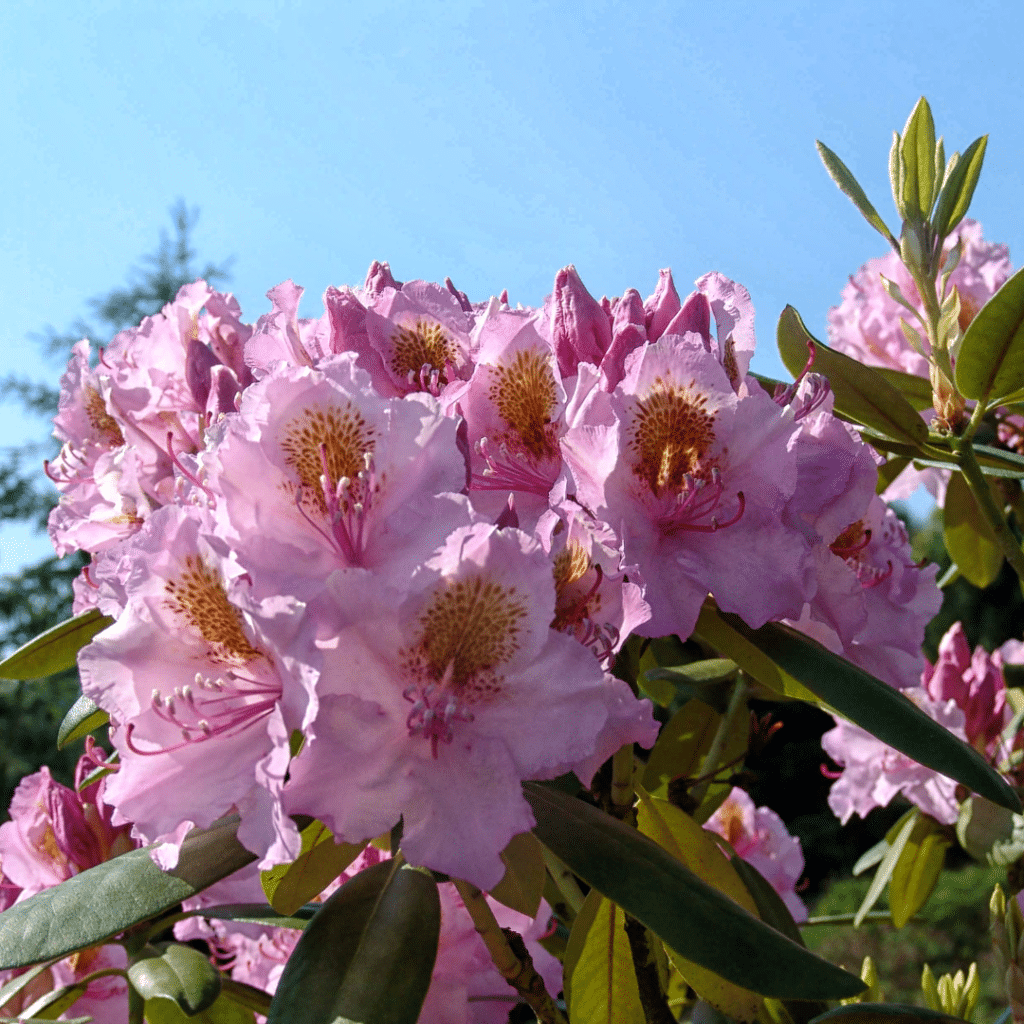 Rhododendron Ponticum Roseum Elegans (Bosrhododendron)