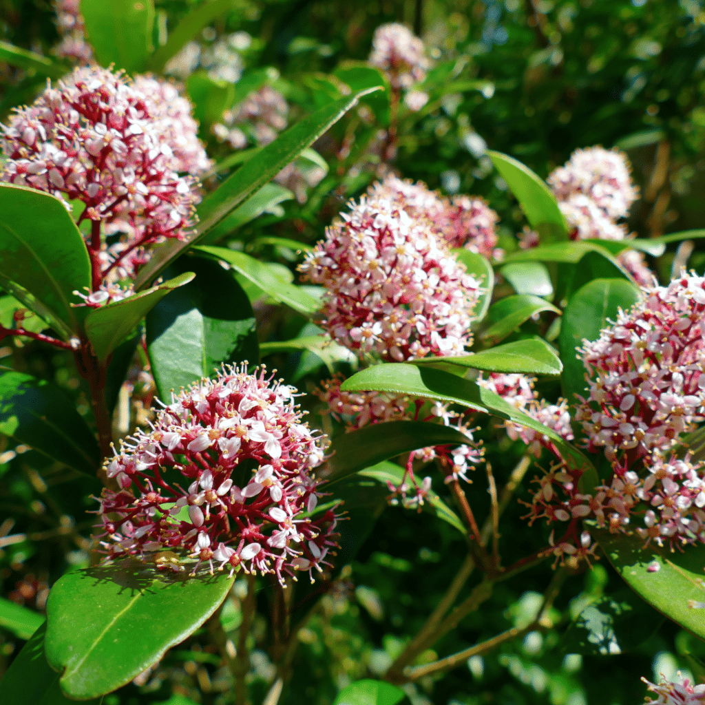 Skimmia Japonica Rubella (Skimmia)