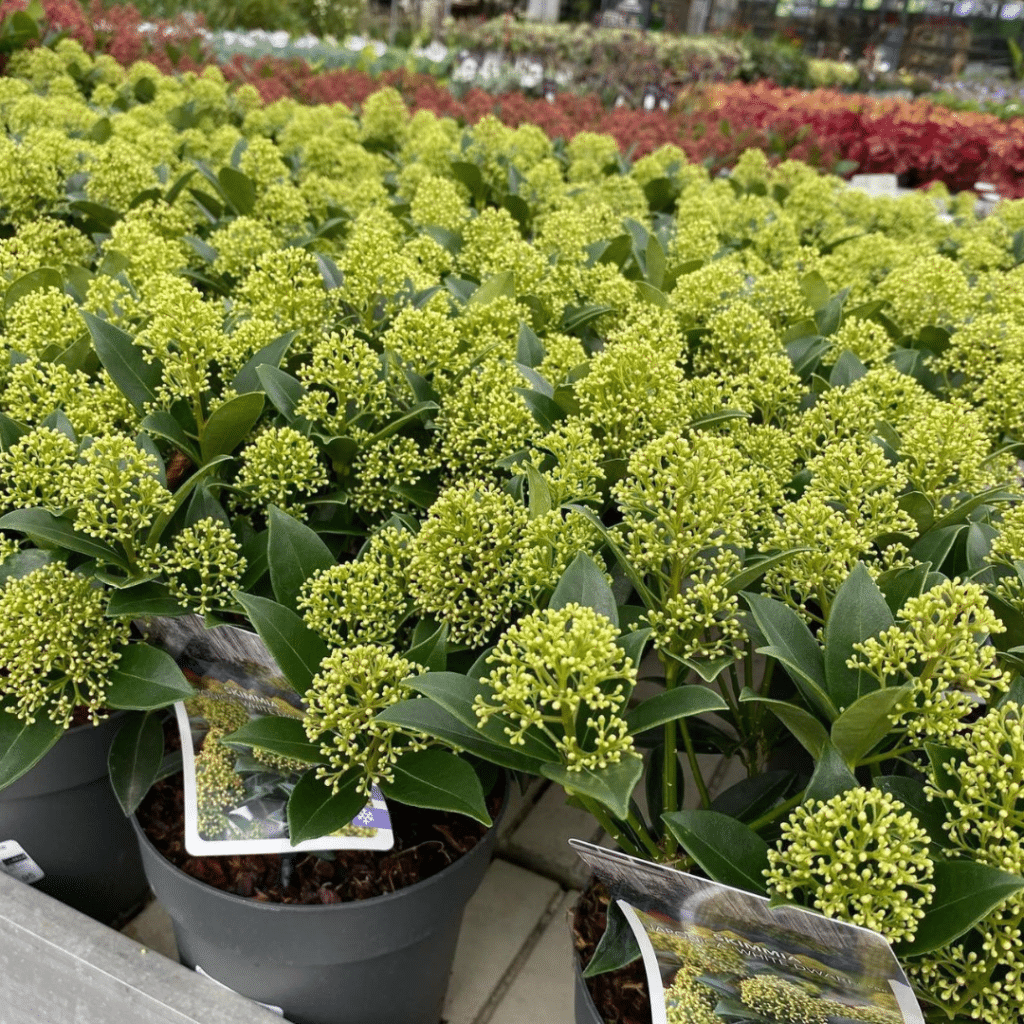 Skimmia Japonica White Dwarf (Skimmia)