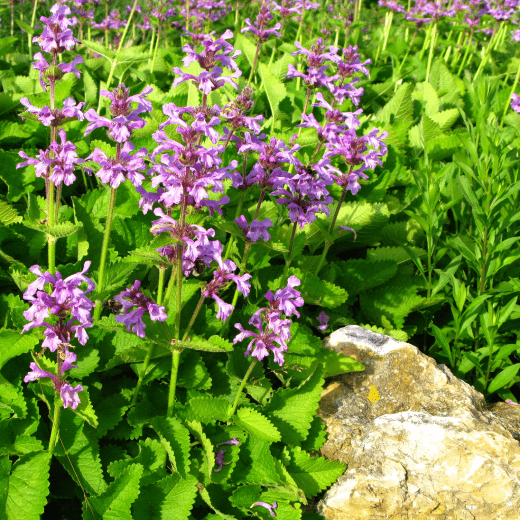 Stachys Monieri Hummelo (Andoorn)