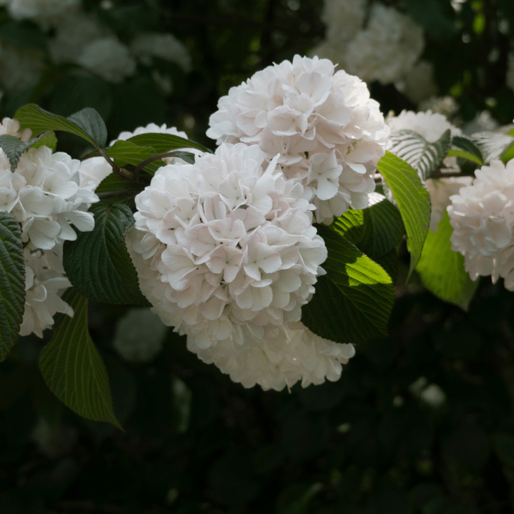 Viburnum Davidii (Sneeuwbal)