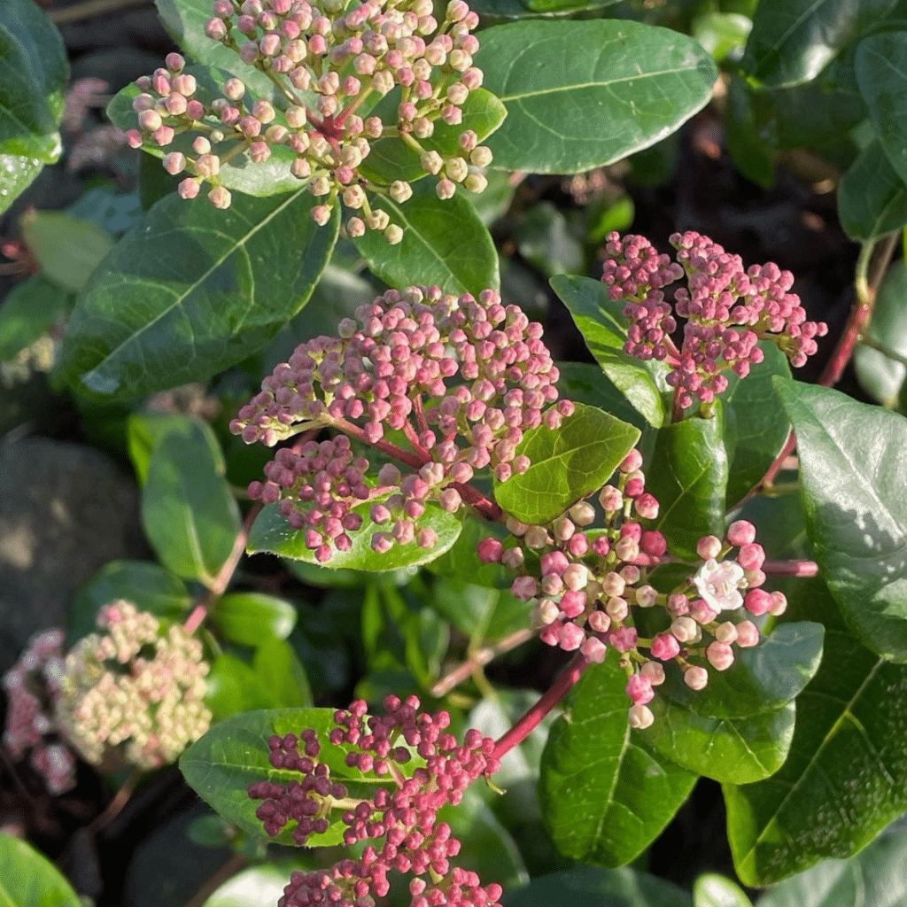 Viburnum Tinus Lisarose (Sneeuwbal)