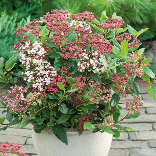 Viburnum Tinus (Sneeuwbal)