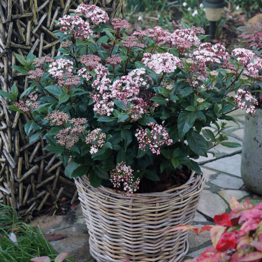 Viburnum Tinus Spirit (Sneeuwbal)