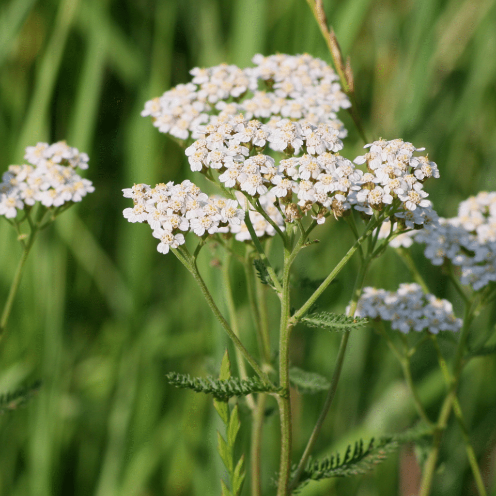 Achillea Millefolium White Beauty (Duizendblad)