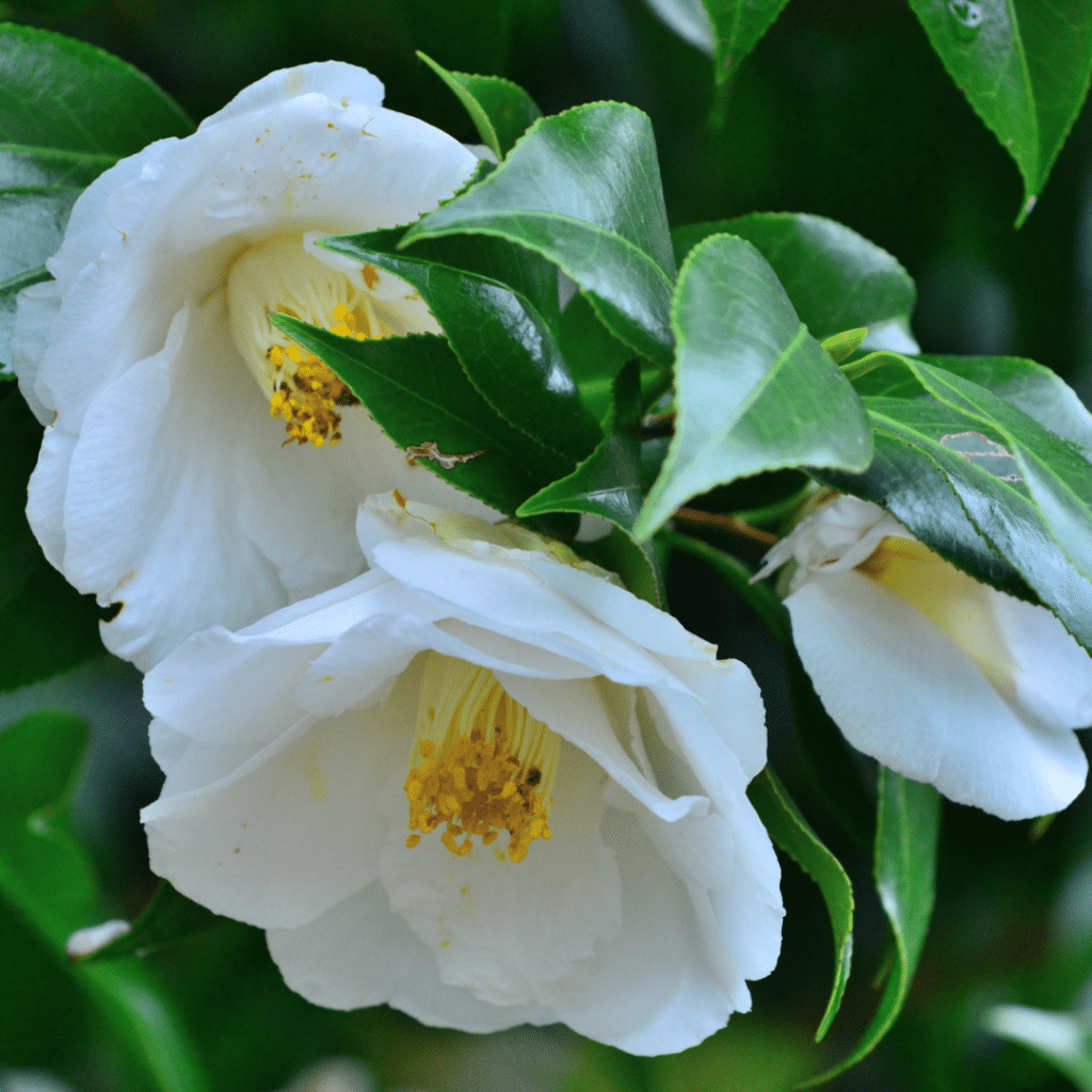 Camellia Japonica Brushfield's Yellow (Japanse roos)