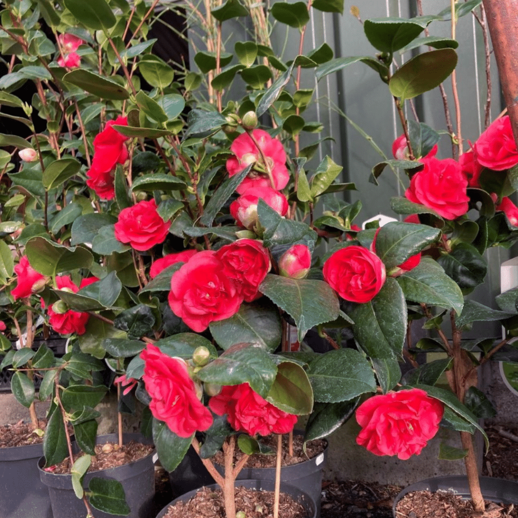 Camellia japonica Dr. King (Japanse roos)