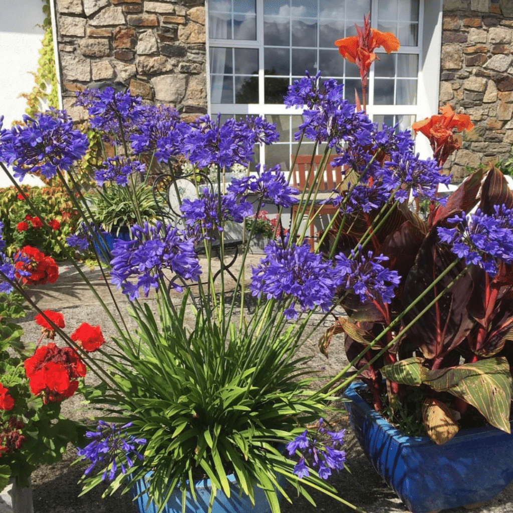 Agapanthus Brilliant Blue (Afrikaanse Lelie)