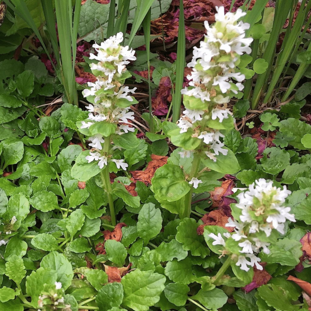 Ajuga Reptans Alba (Kruipend Zenegroen)