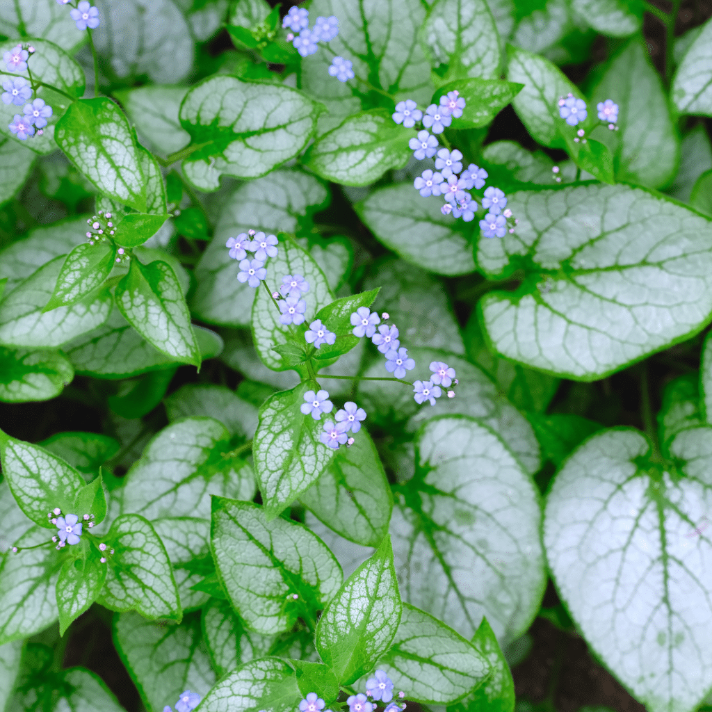 Brunnera Macrophylla Jack Frost (Vergeet-mij-nietje)