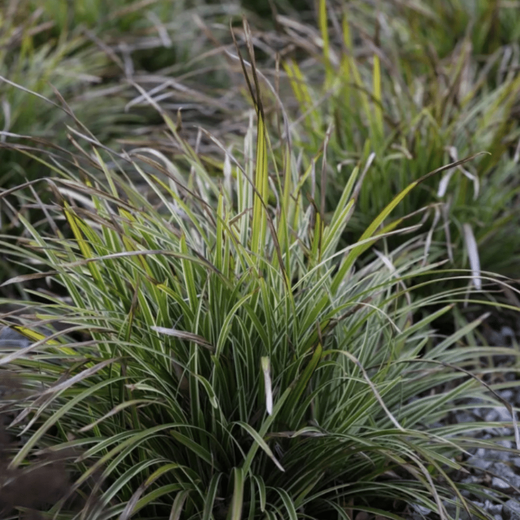 Carex Morrowi (Japanse Zegge)