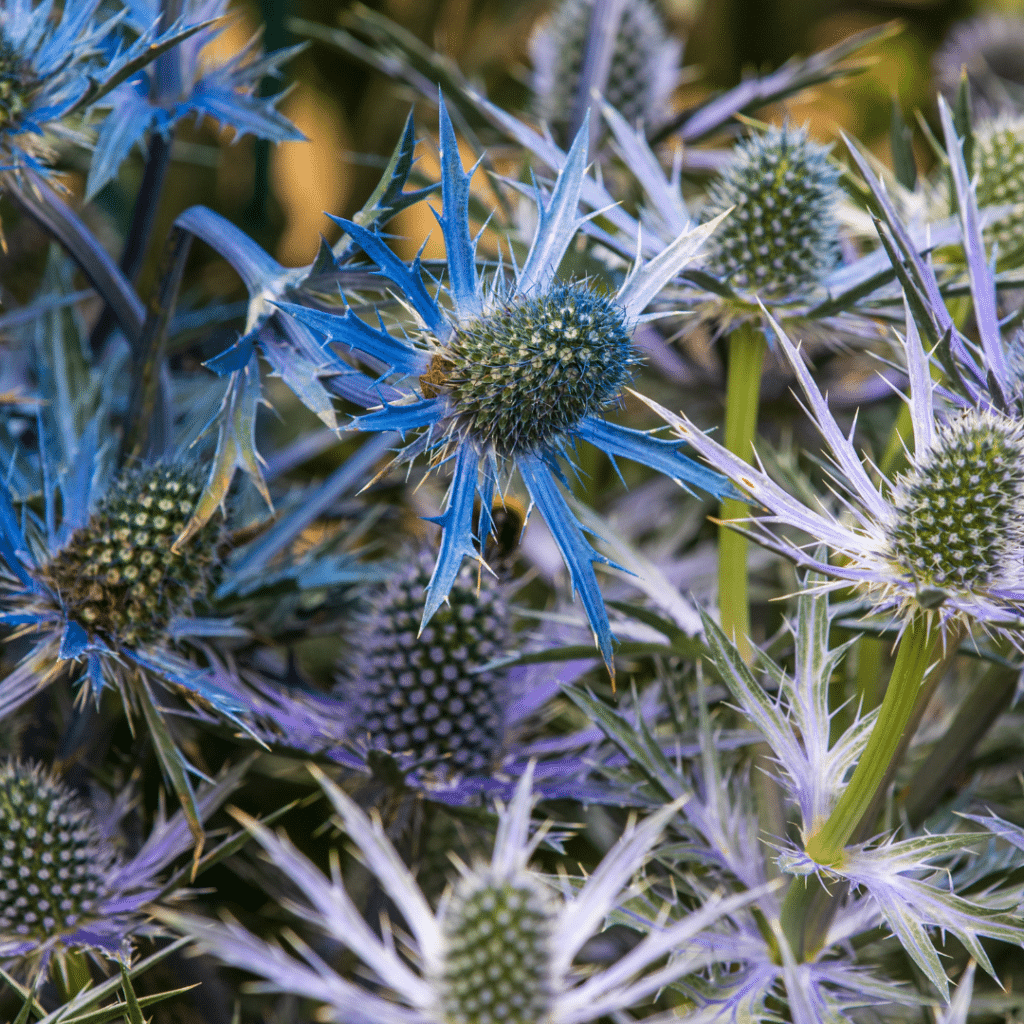 Eryngium Big Blue (Kruisdistel)