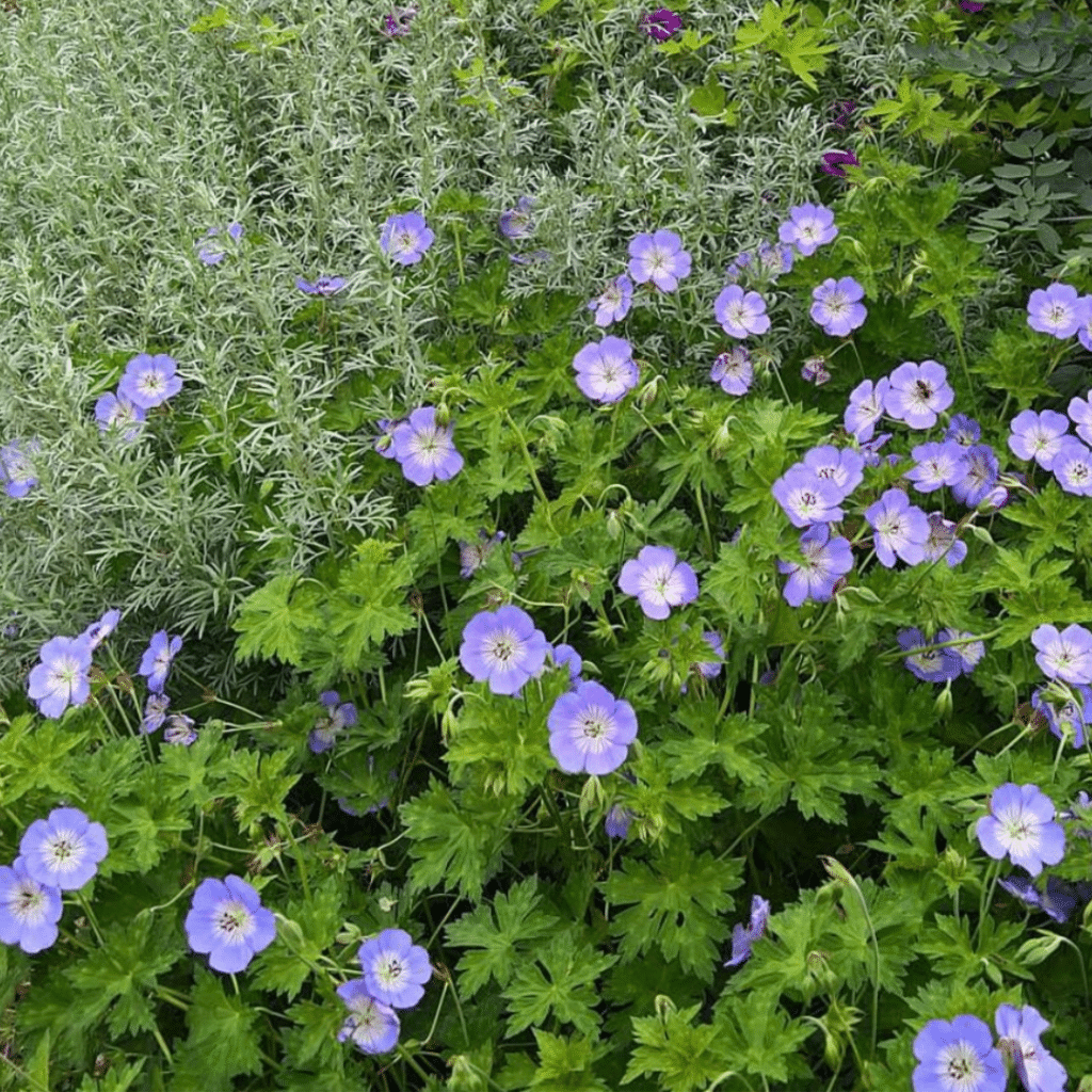 Geranium Azure Rush (Ooievaarsbek)