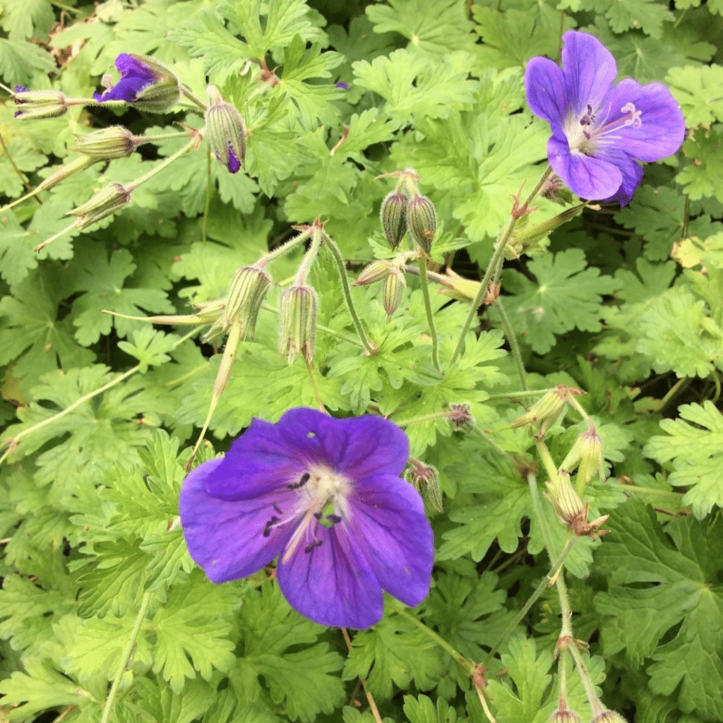 Geranium Johnson Blue (Ooievaarsbek)