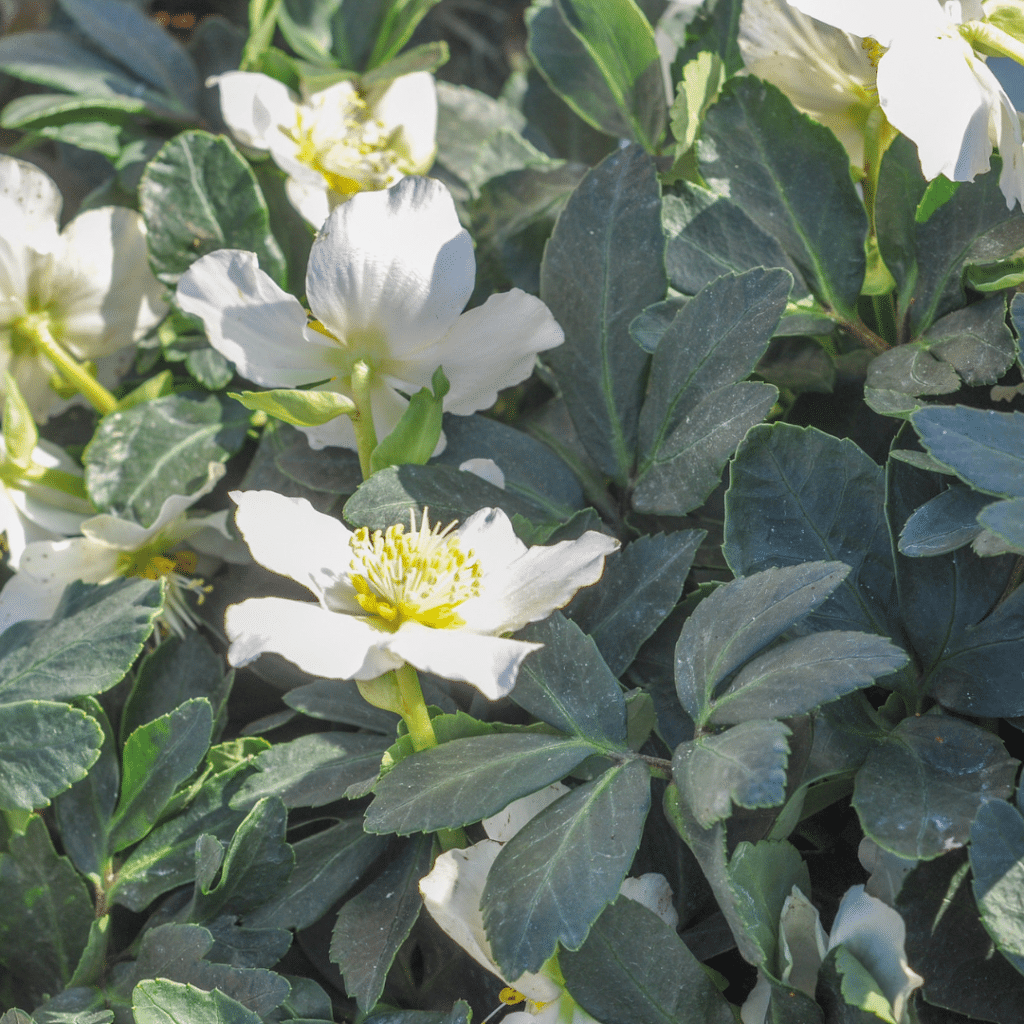 Helleborus Niger Praecox (Nieskruid)