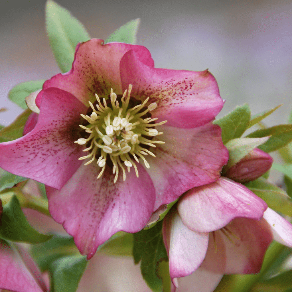 Helleborus Orientalis (Nieskruid)