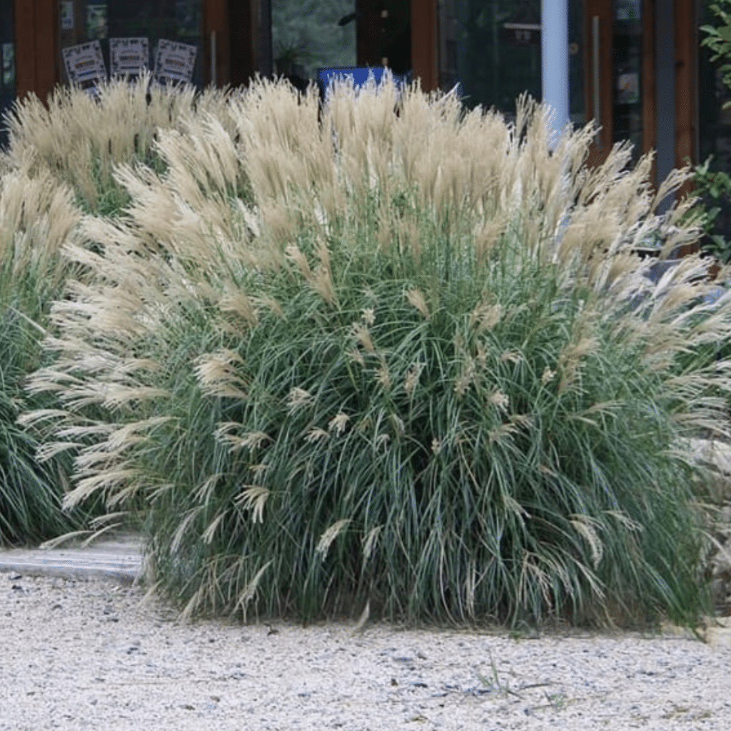 Miscanthus Yakushima Dwarf (Prachtriet)