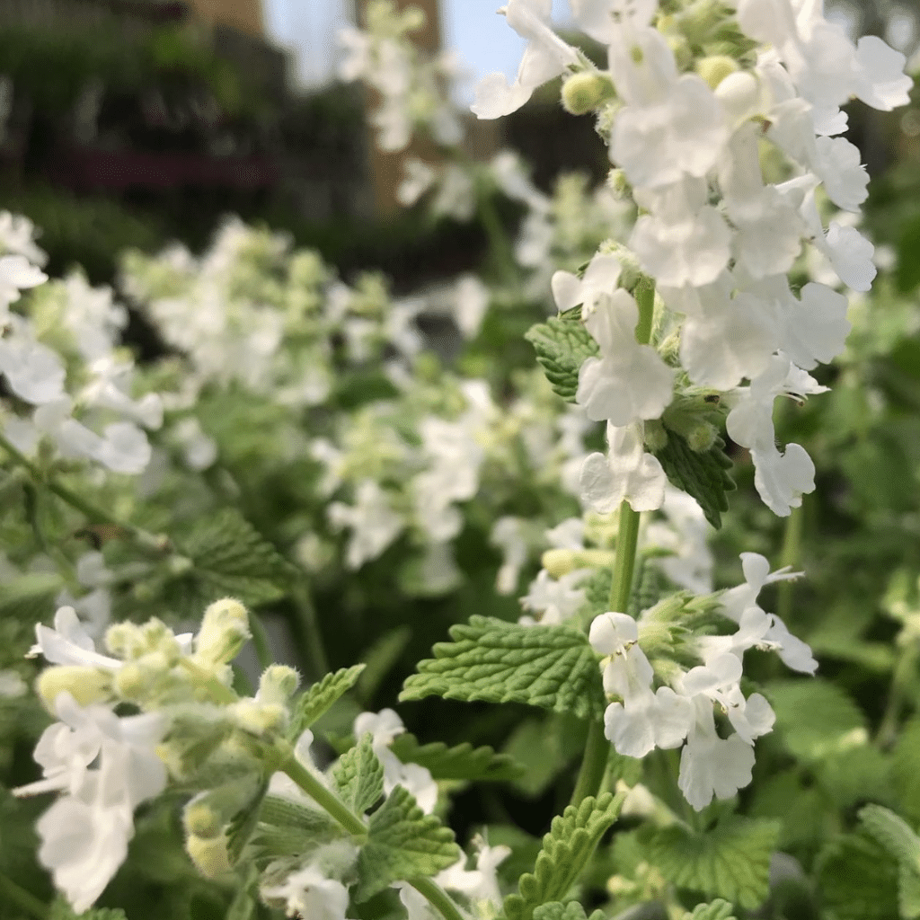 Nepeta Faassenii Snowflake (Kattekruid)