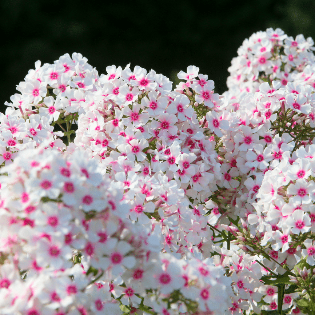 Phlox Paniculata Europa (Vlambloem)