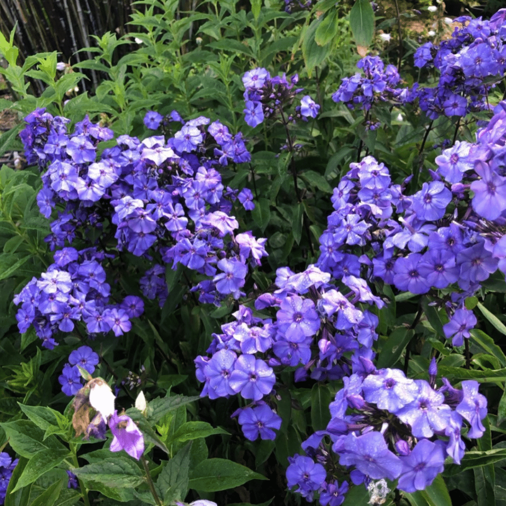 Phlox Paniculata Blue Paradise (Vlambloem)