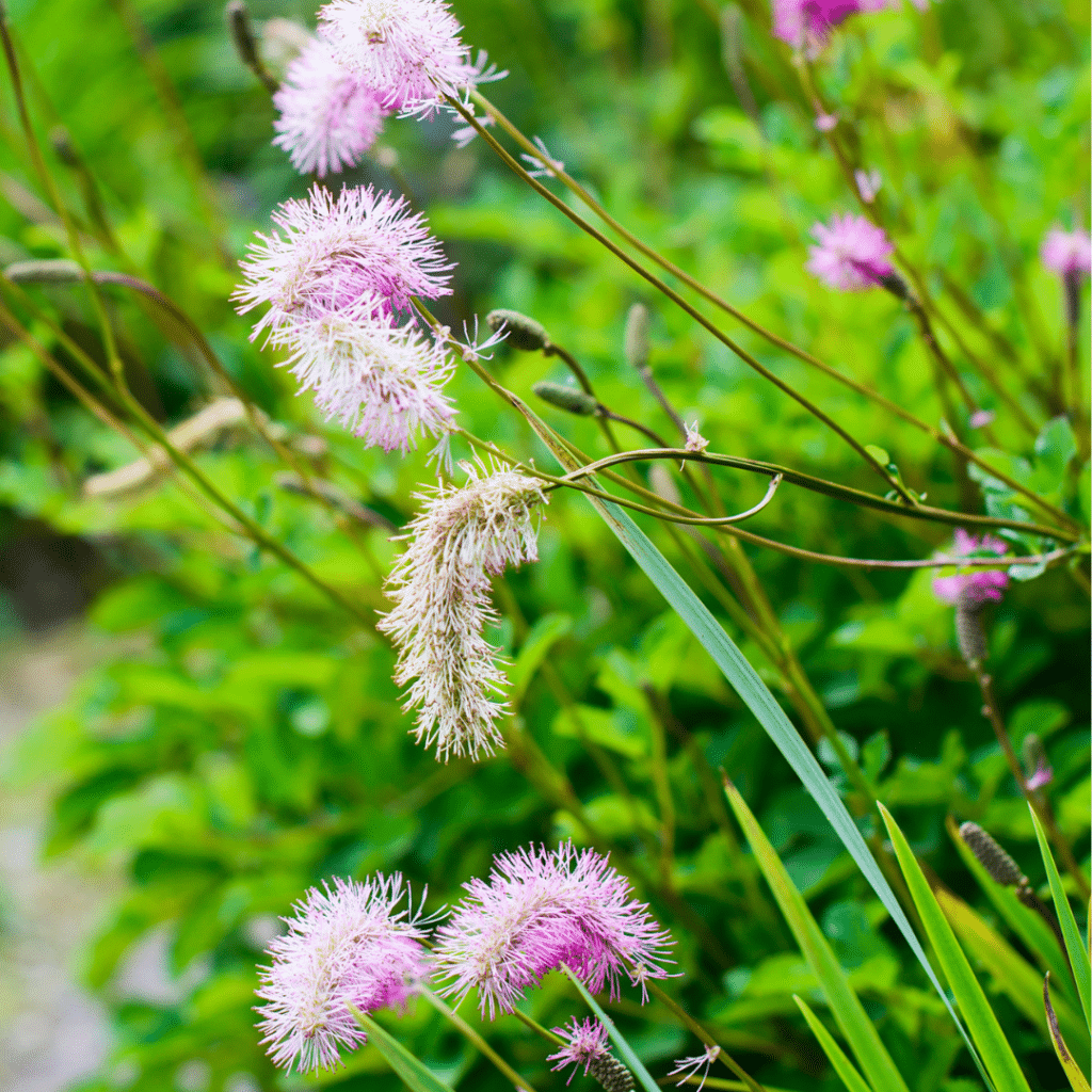 Sanguisorba Pink Brushes (Pimpernel)