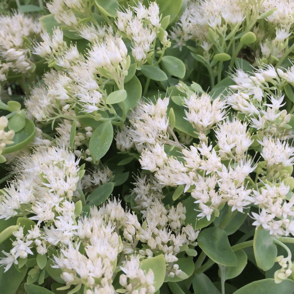 Sedum Spectabile Stardust (Hemelsleutel)