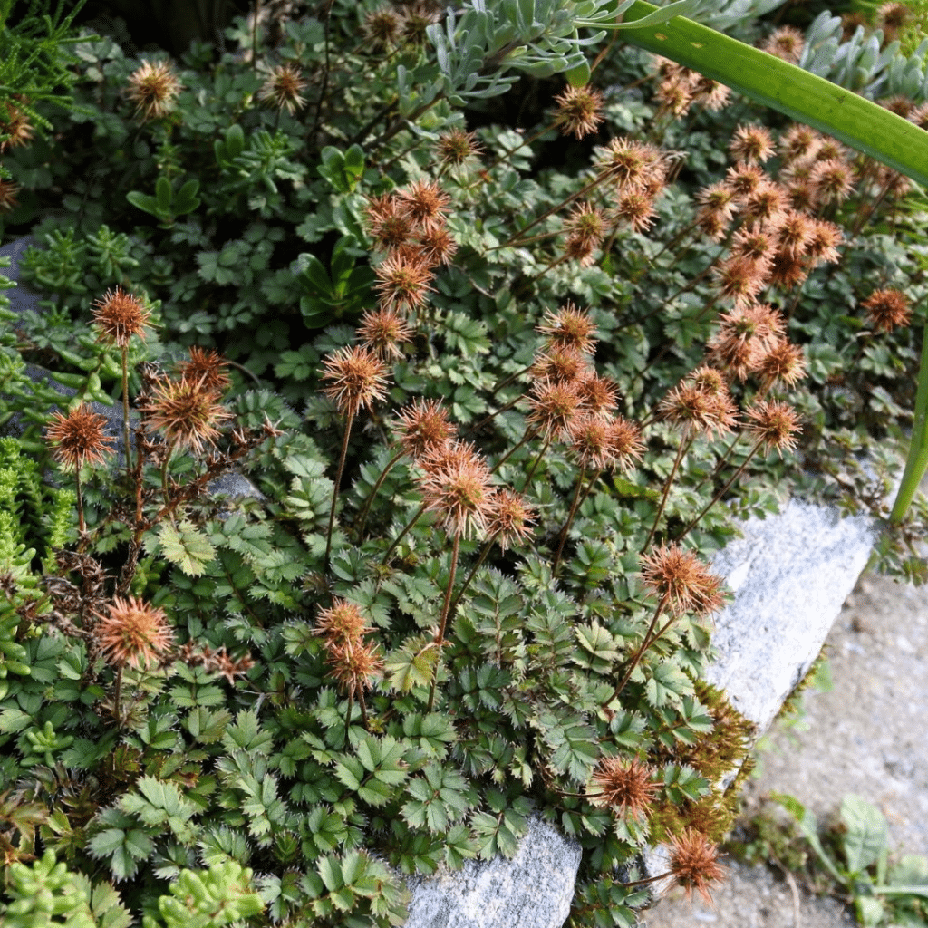 Acaena Microphylla Kupferteppich (Stekelnootje)