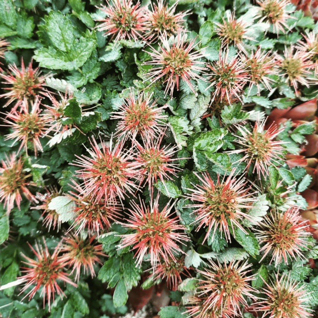 Acaena Buchananii (Stekelnootje)