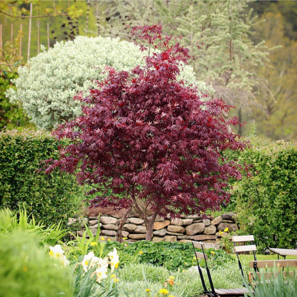 Acer Palmatum Bloodgood (Esdoorn)