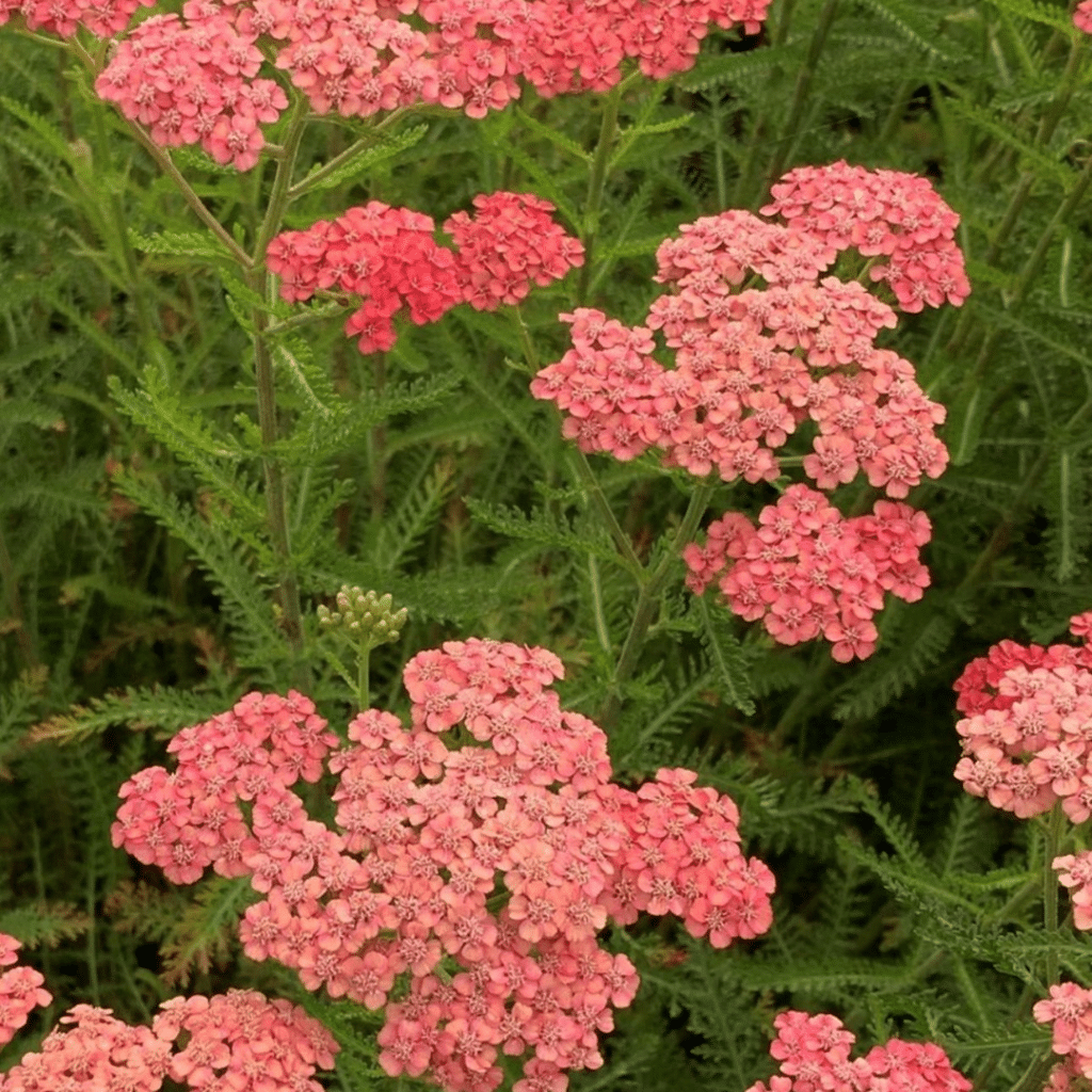 Achillea Millefolium Apricot Delight (Duizendblad)