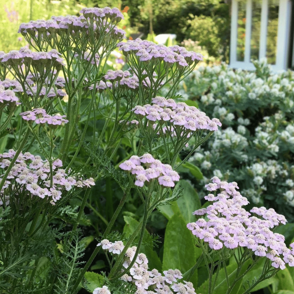 Achillea Millefolium Lilac Beauty (Duizendblad)