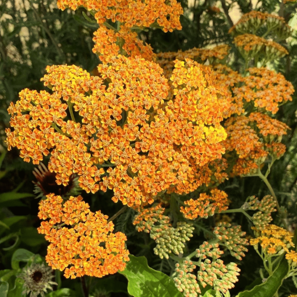 Achillea Millefolium Terracotta (Duizendblad)