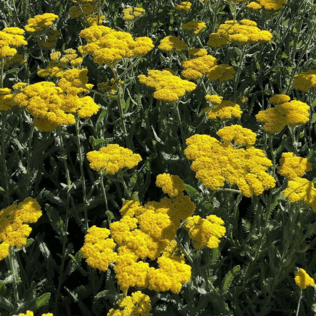 Achillea Moonshine (Duizendblad)