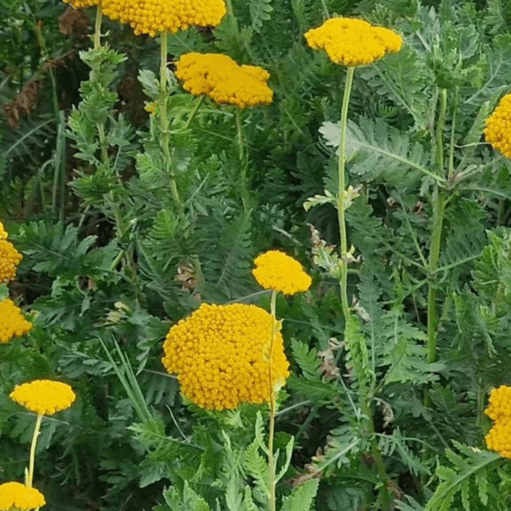 Achillea Coronation Gold (Duizendblad)