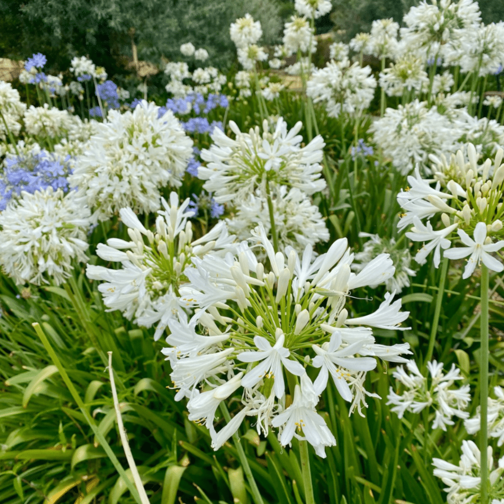 Agapanthus Petite Eskimo (Afrikaanse Lelie)