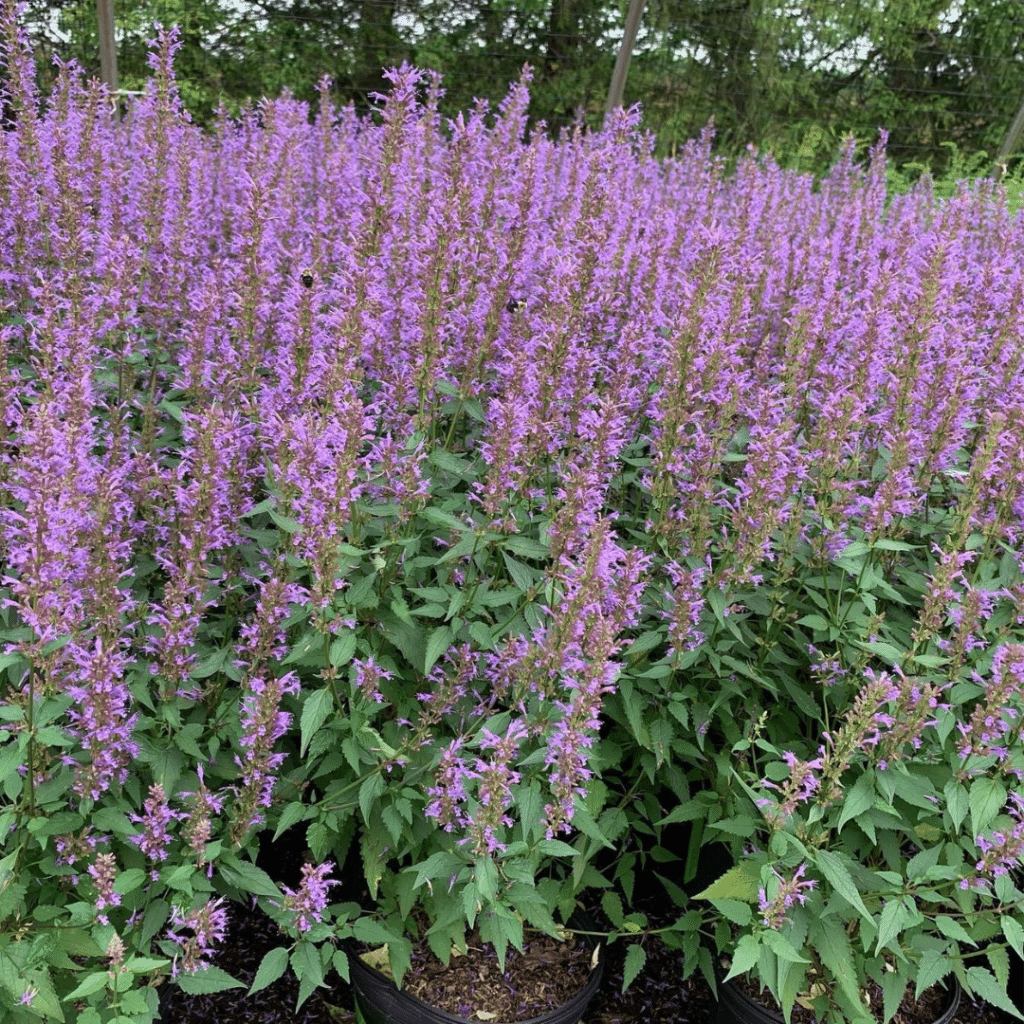 Agastache Purple Haze (Dropplant)